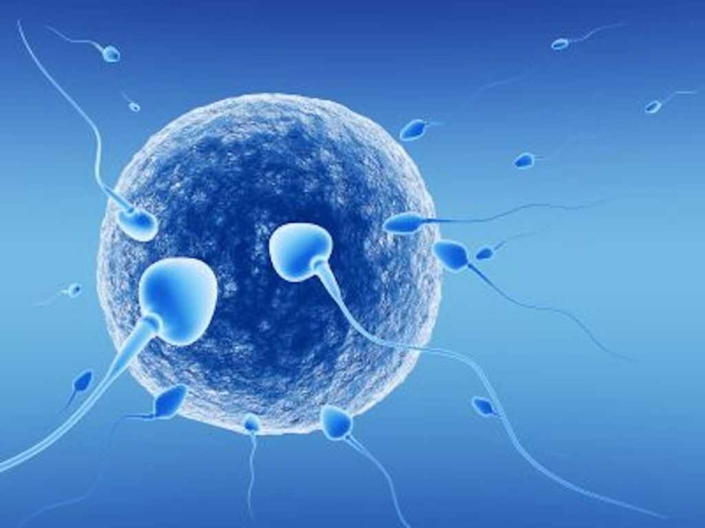 IVF (In Vitro Fertilization)